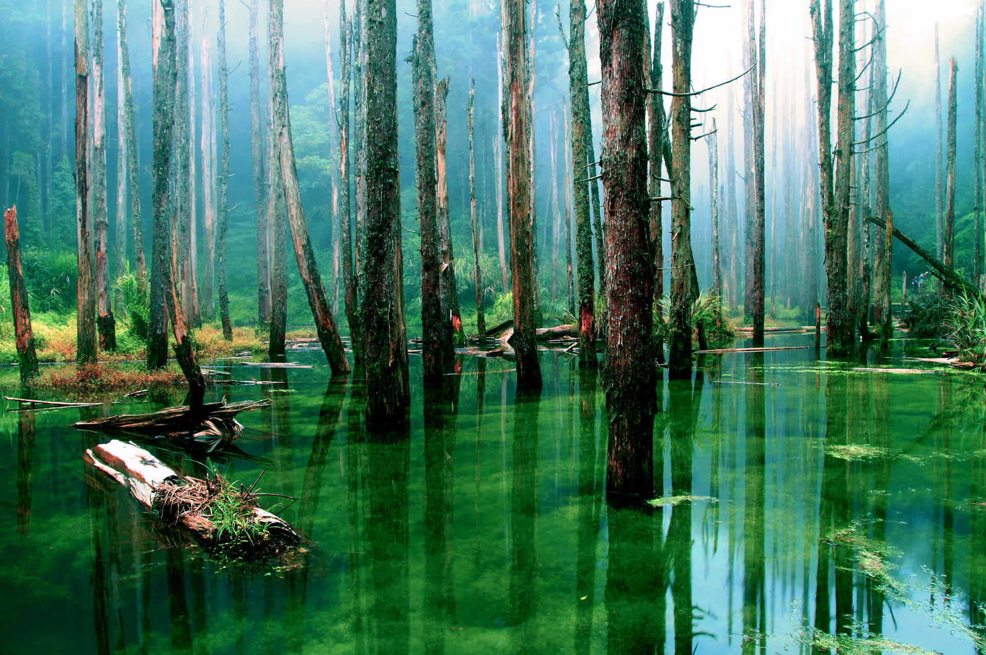 "Explore the beauty of a tranquil swamp"