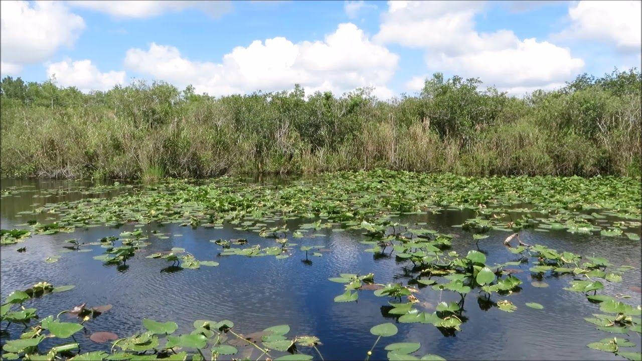 Swamp Everglades National Park Picture