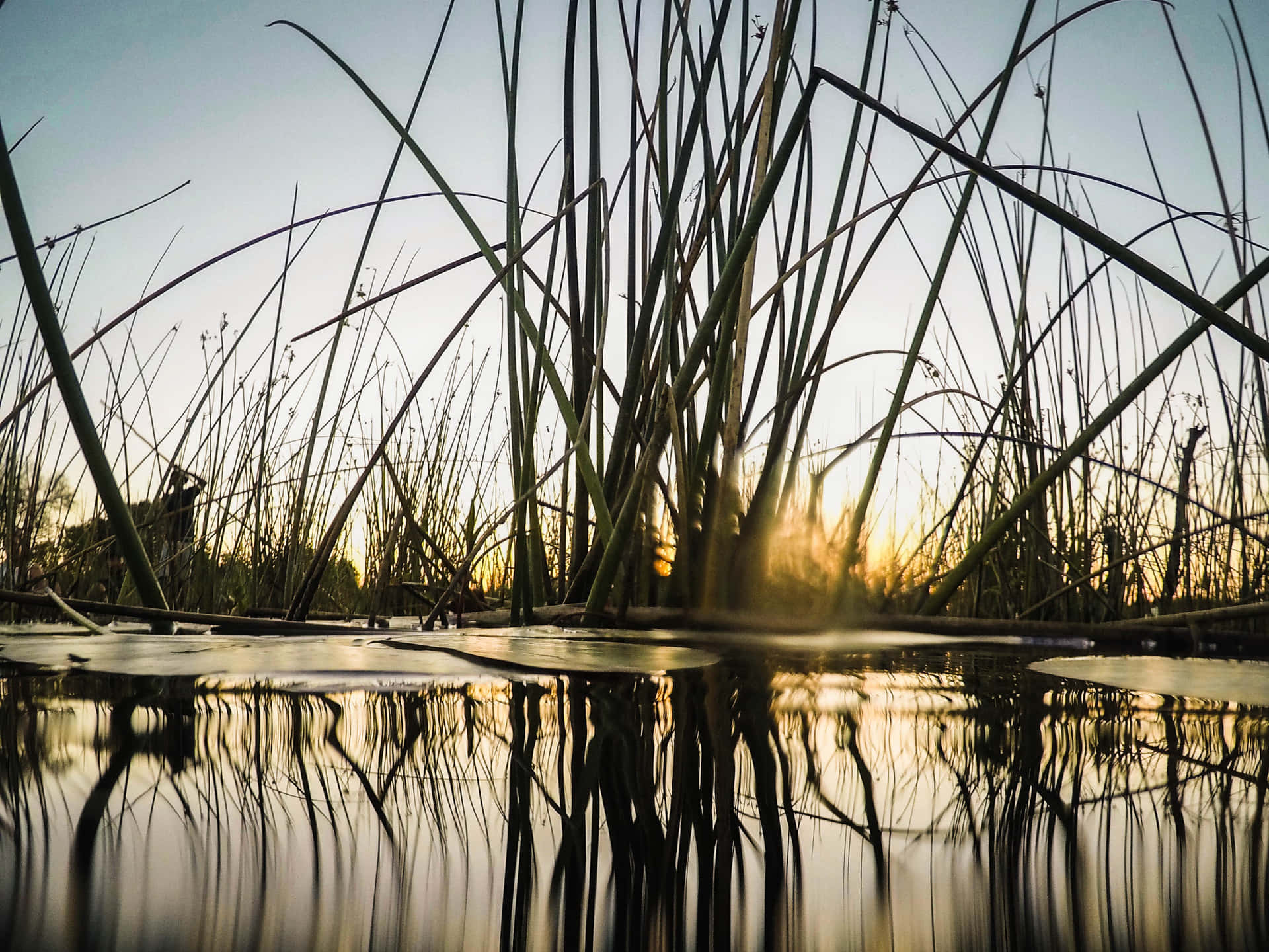 Planode Fundo Do Pântano De Capim No Delta Do Okavango. Papel de Parede