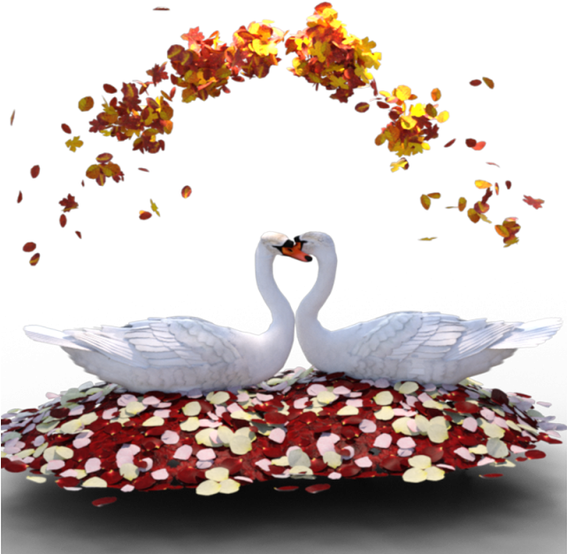 Swan Heart Romance PNG