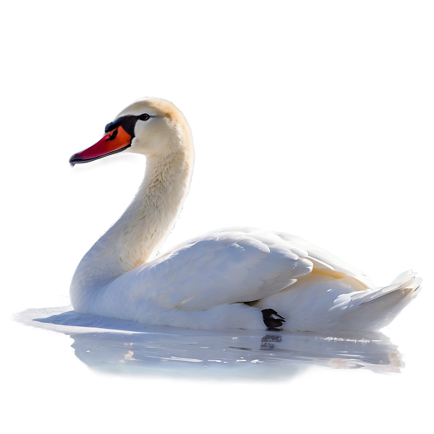 Swan In A Snowy Scene Png 06262024 PNG