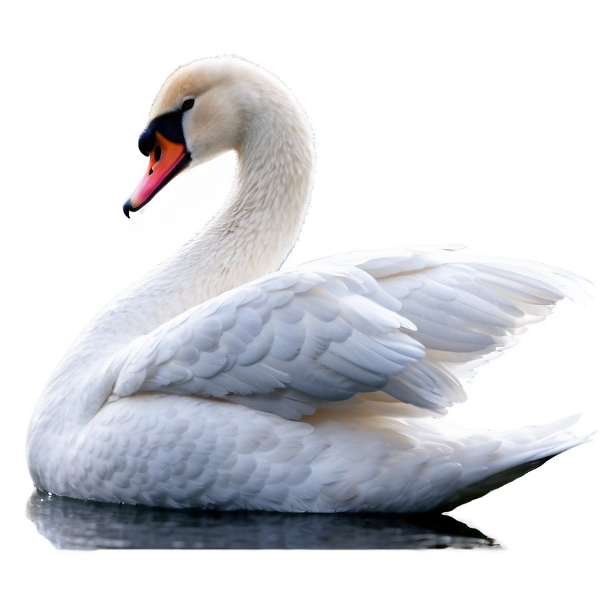 Swan In A Snowy Scene Png 06262024 PNG
