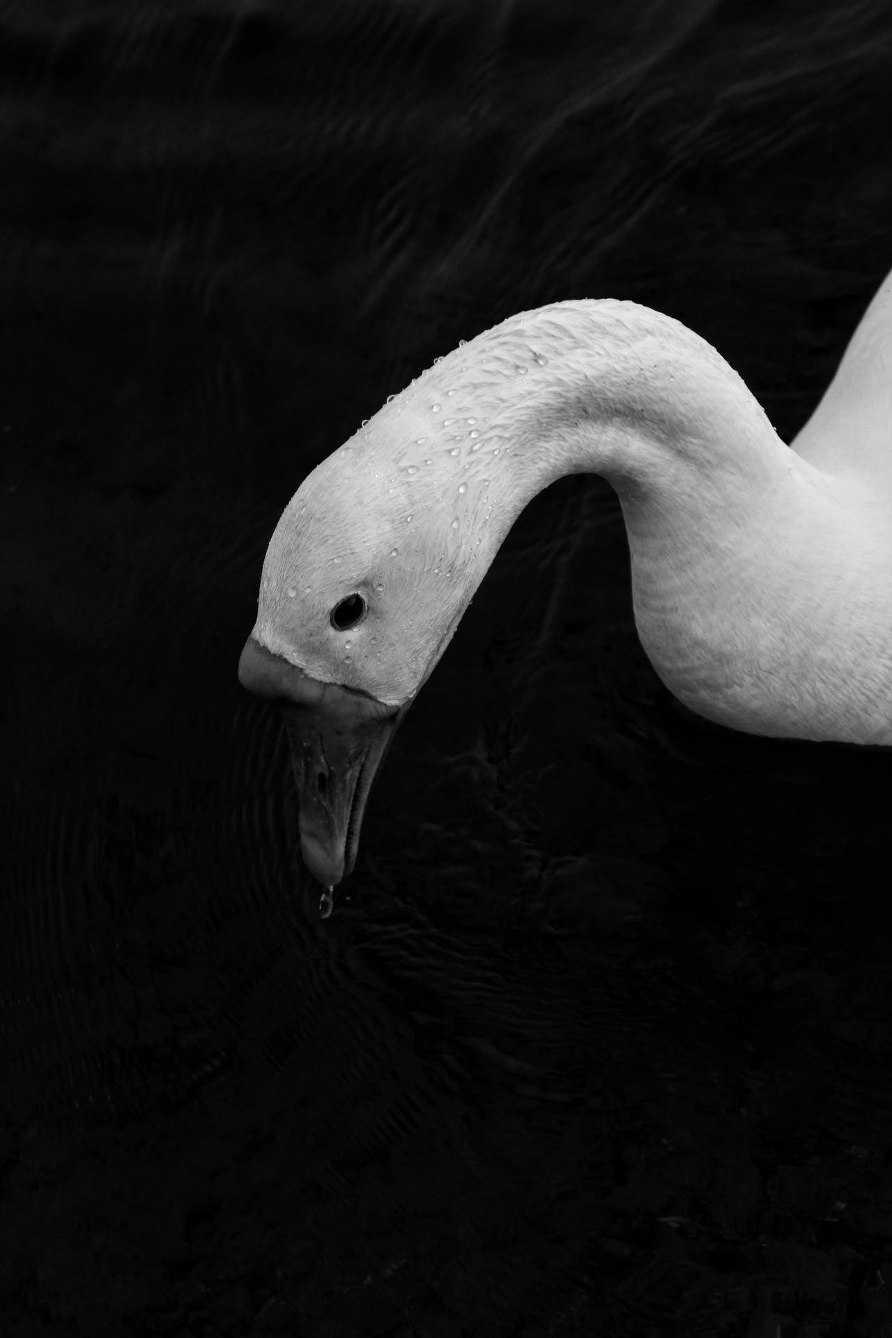 Swan In Black Screen Wallpaper