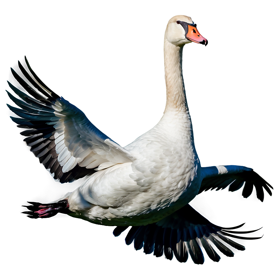 Swan In Flight Png 62 PNG