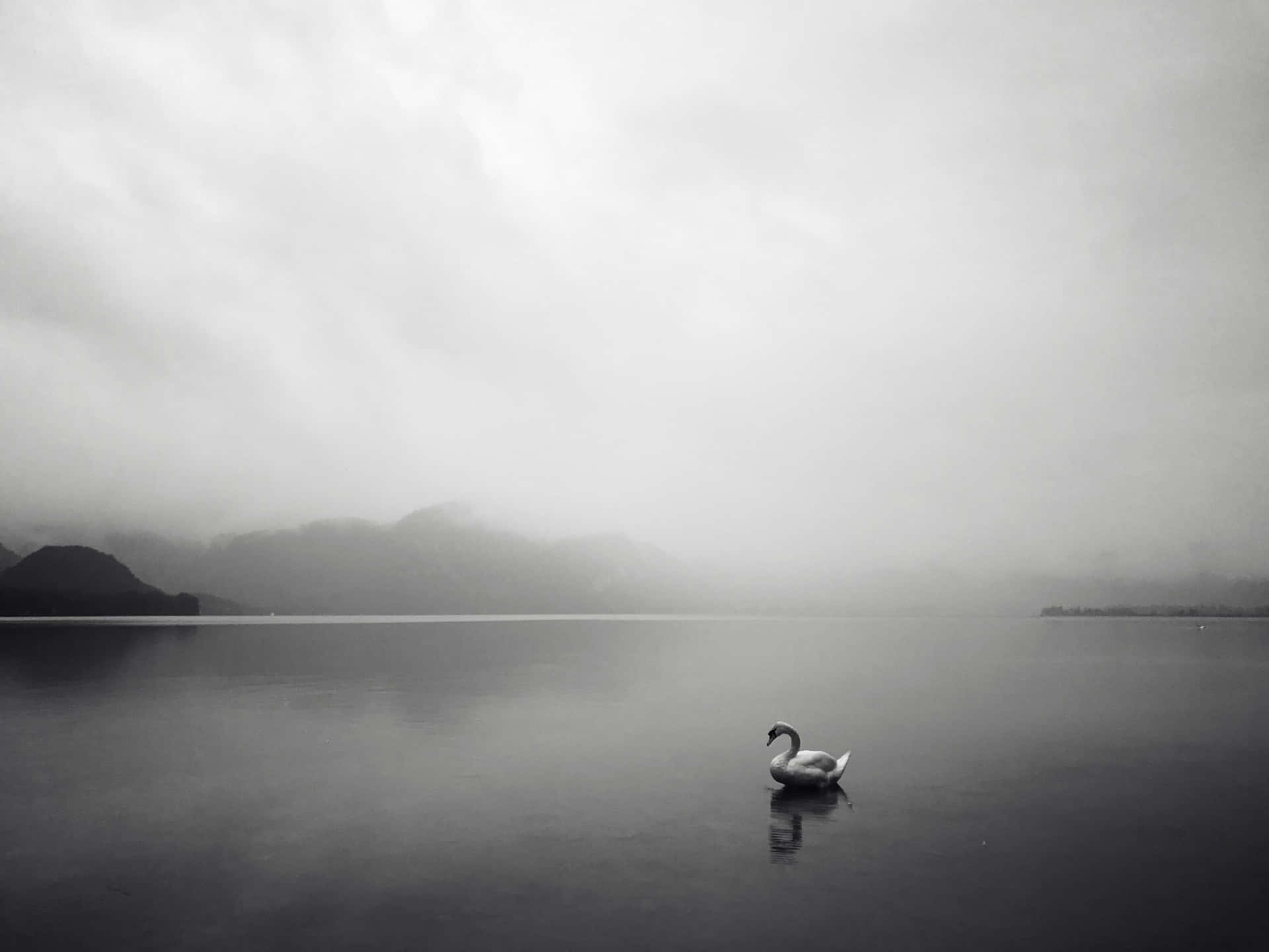 Swan In The Still Water Wallpaper