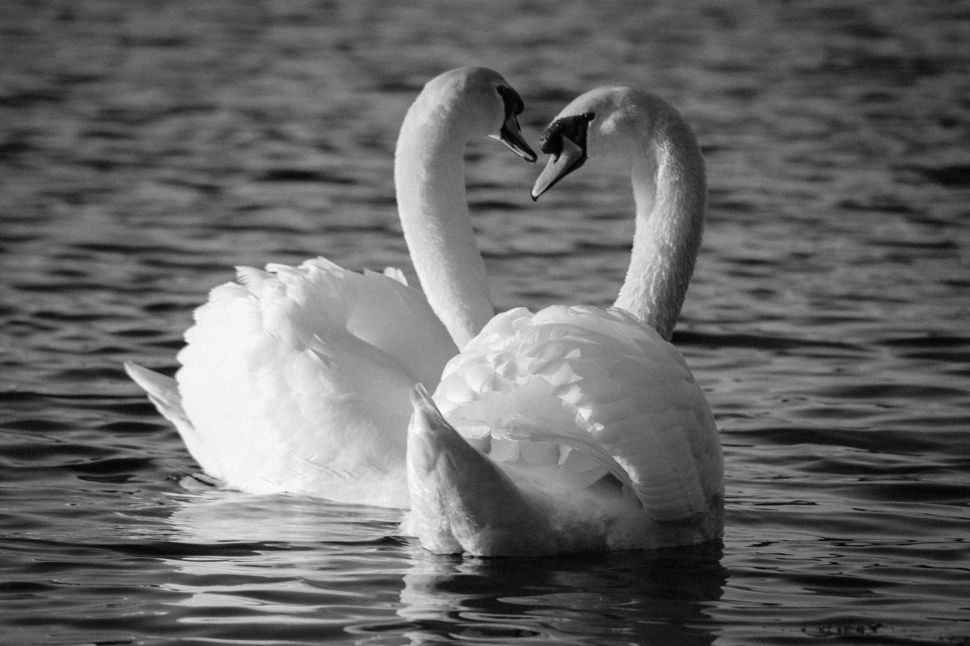 Swan Love Birds Black And White Wallpaper