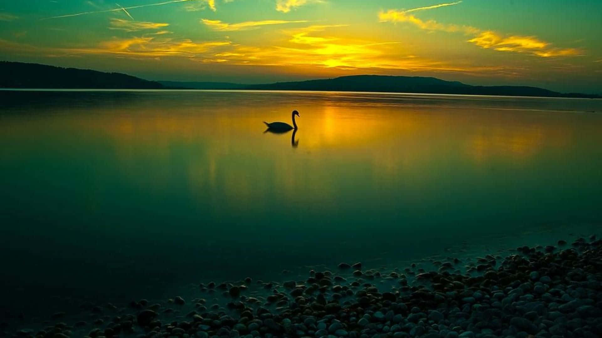 Swan On Lake Natural Background Wallpaper