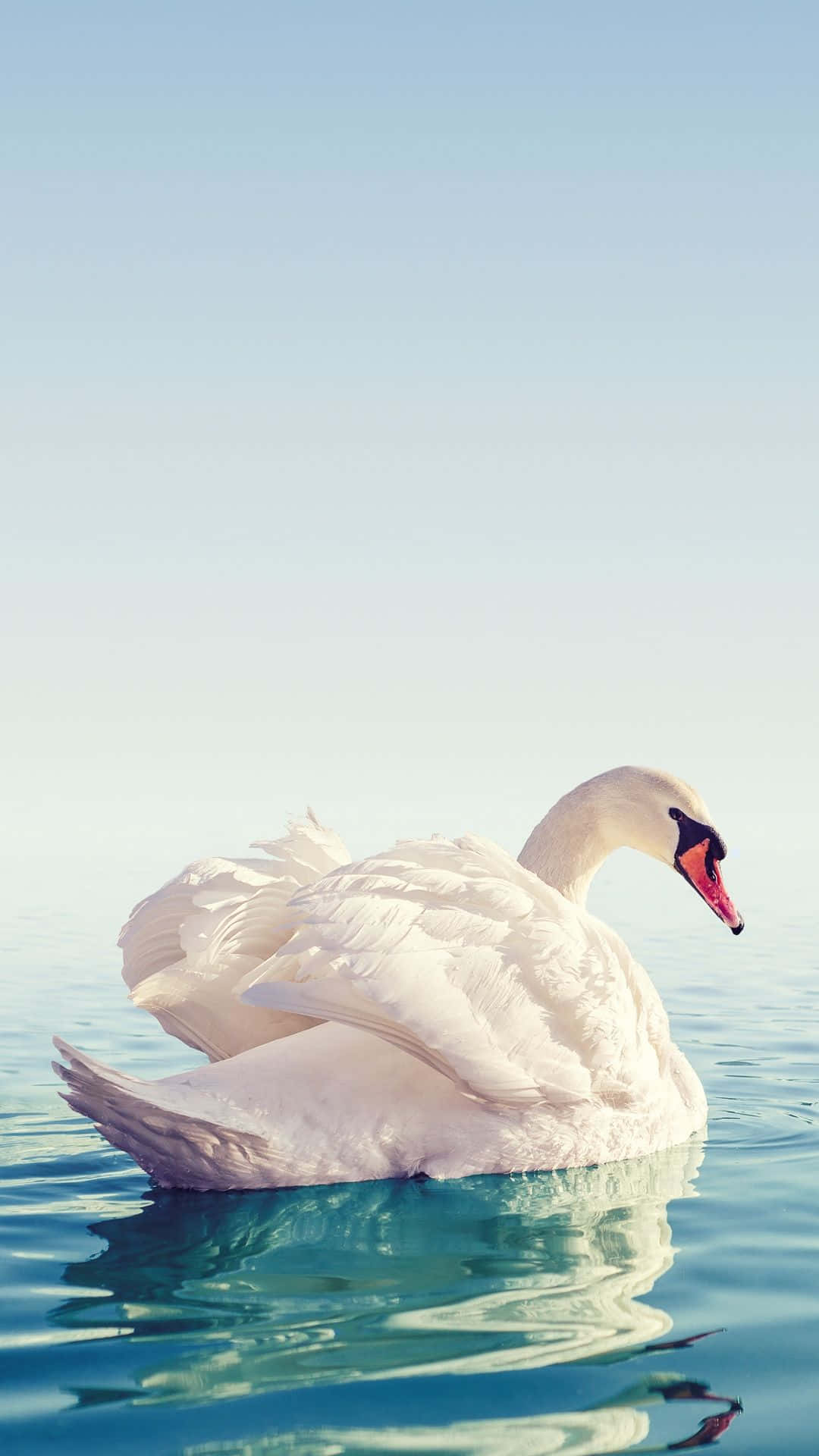Swan Ruffling Feathers On Blue Water Picture