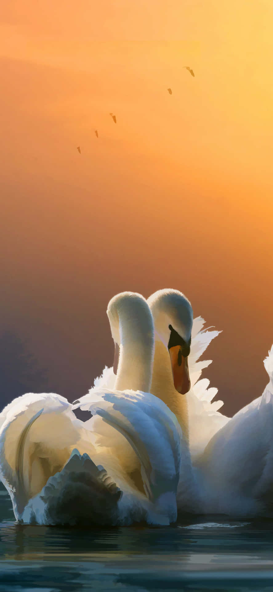 Swan Mating Dance On Sunset Picture