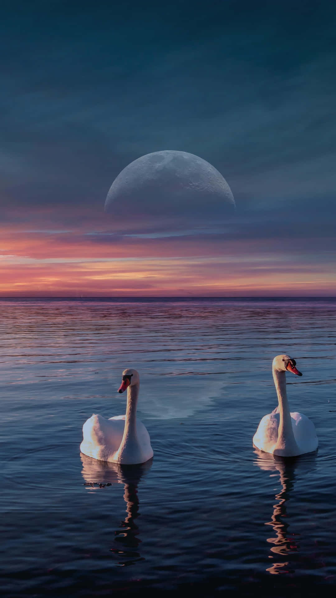 Swan On Water With Moon Picture