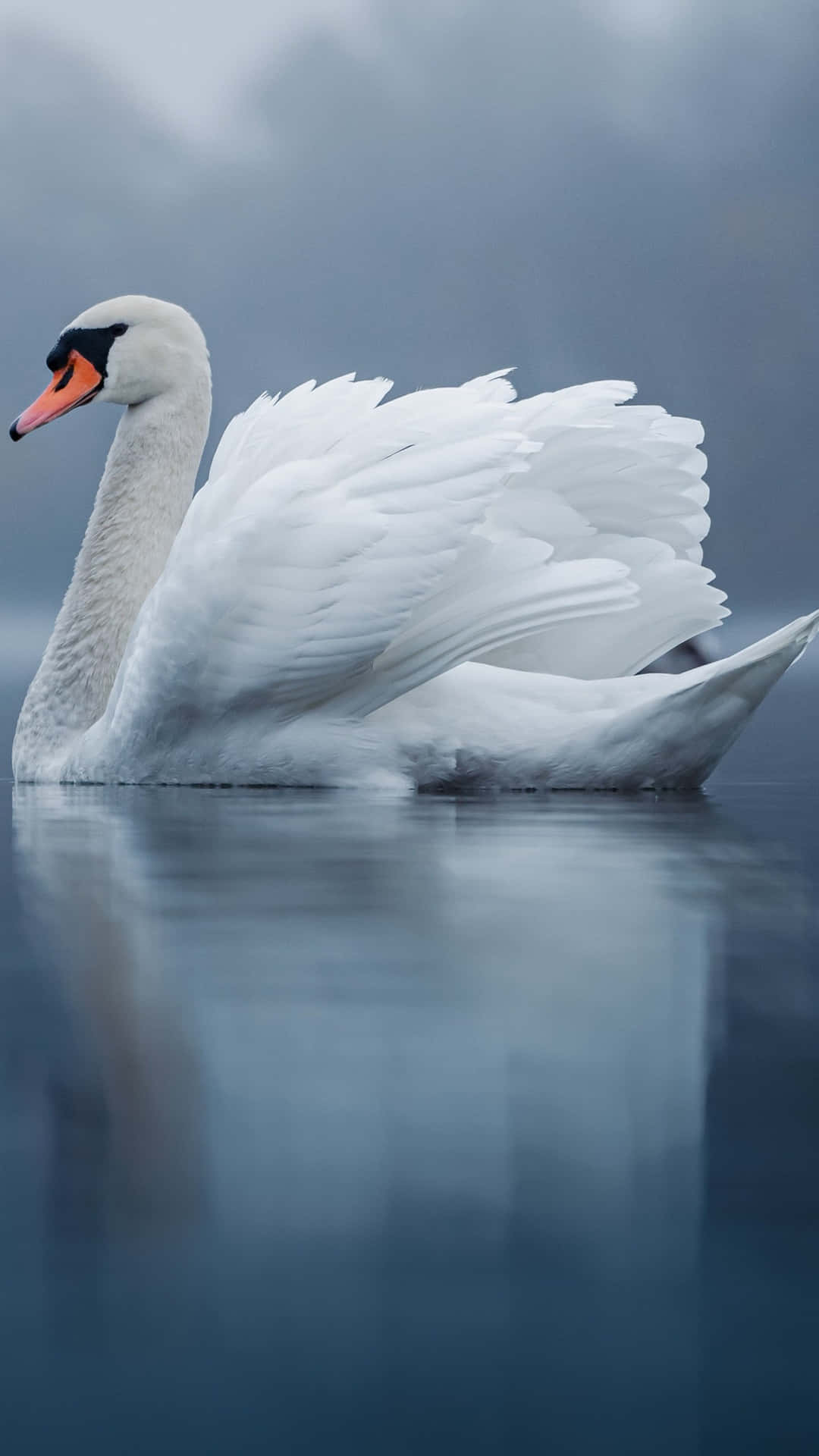 Swan Ruffled Feathers On Water Picture