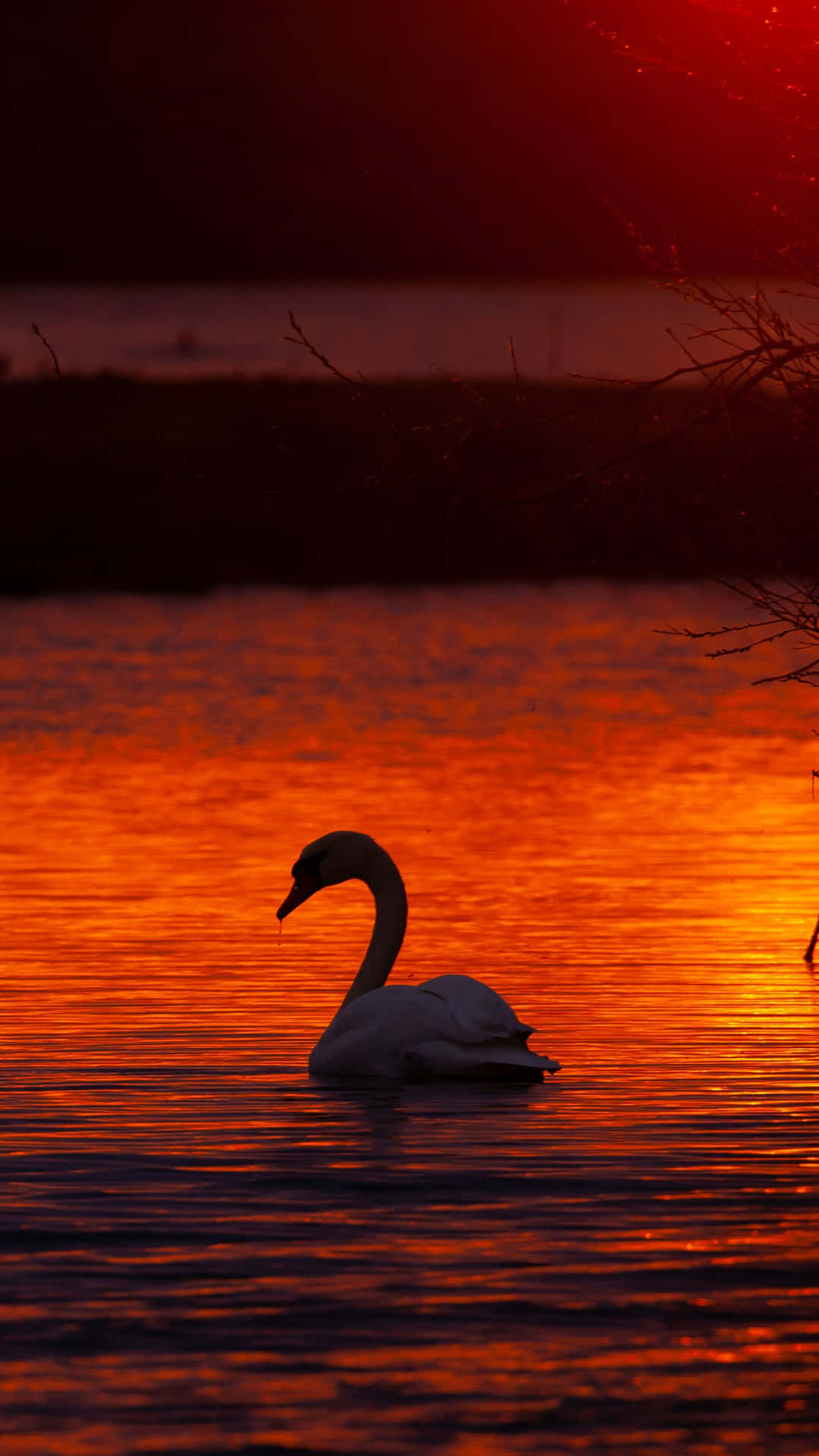 Swan Silhouette On Lake At Sunset Picture