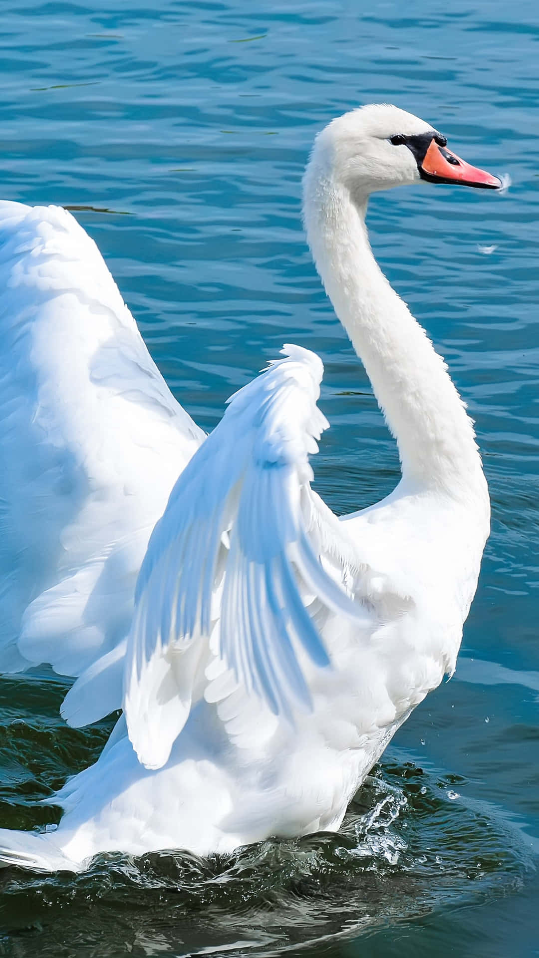 Swan With White Feathers On Water Picture