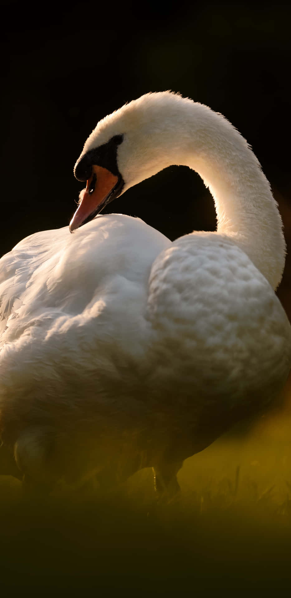 Swan Grooming Its Feathers Picture