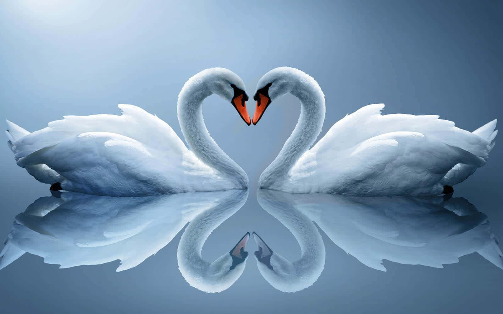 Swan Making Heart With Reflection Picture