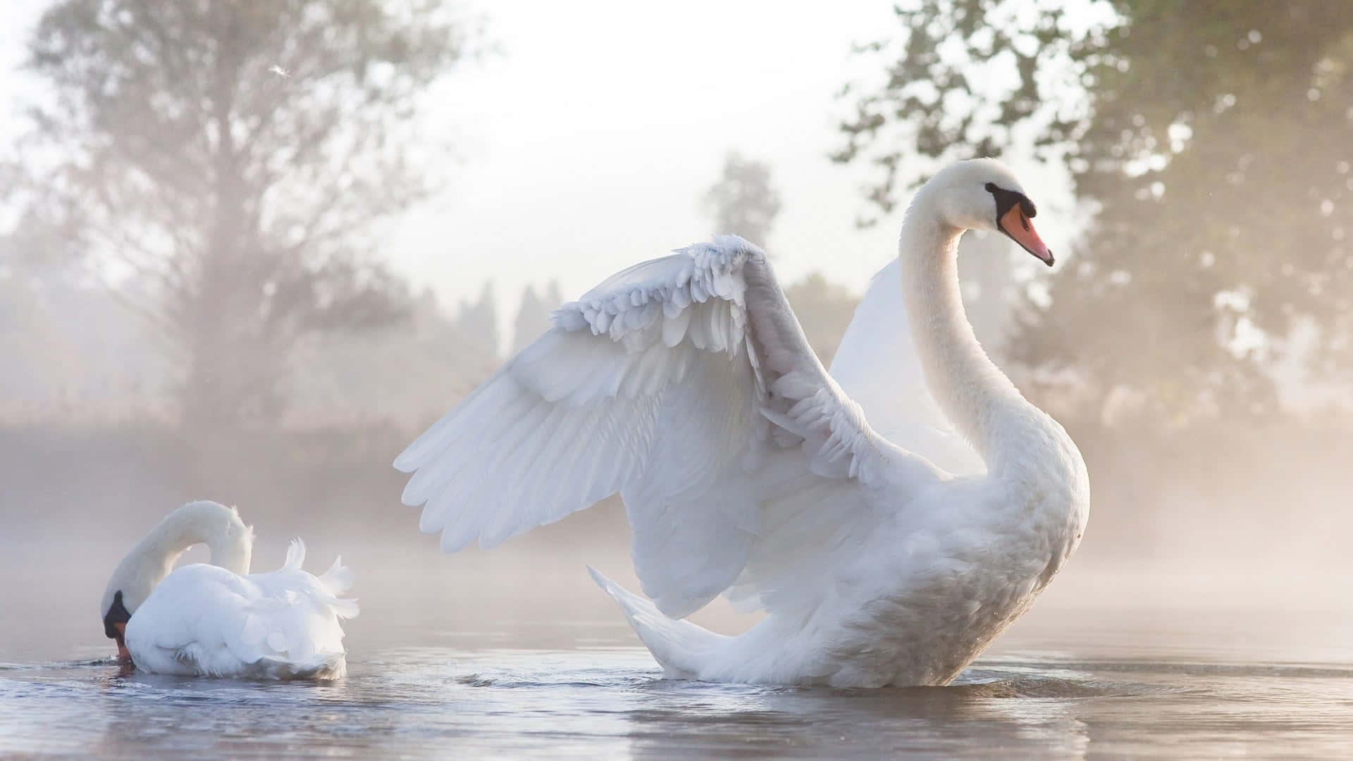 Swan About To Fly On Water Picture