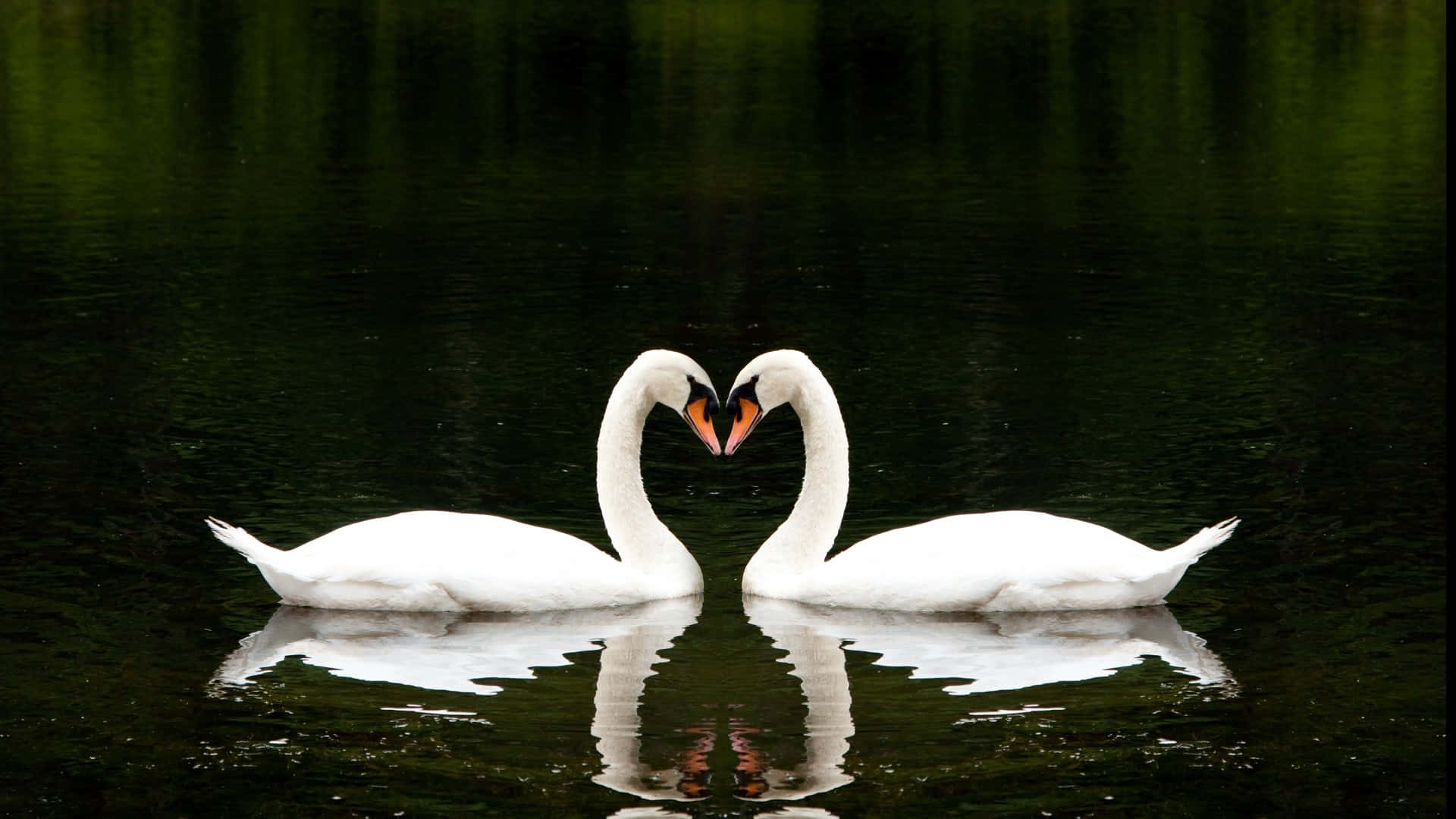 Swan Heart Shape On Black Picture
