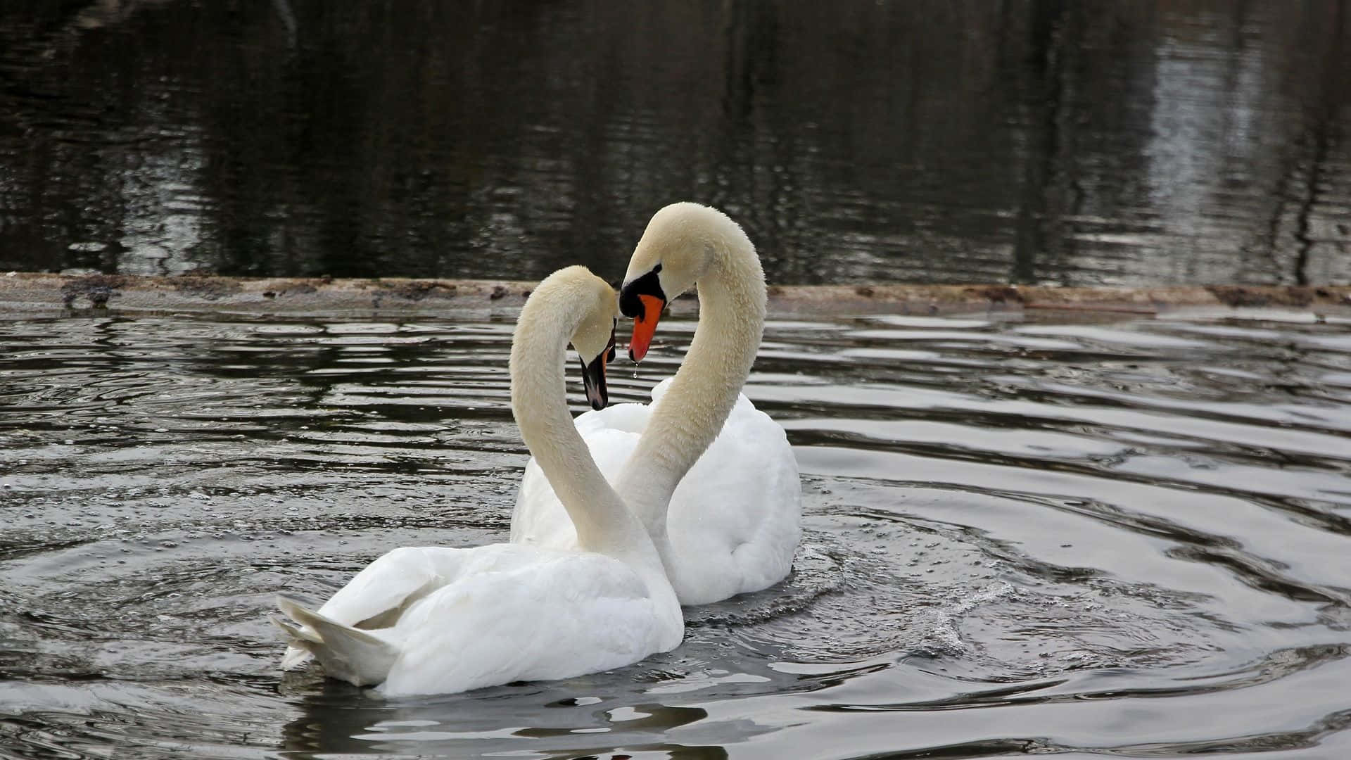 Swan Waddling On Water Touching Beaks Picture