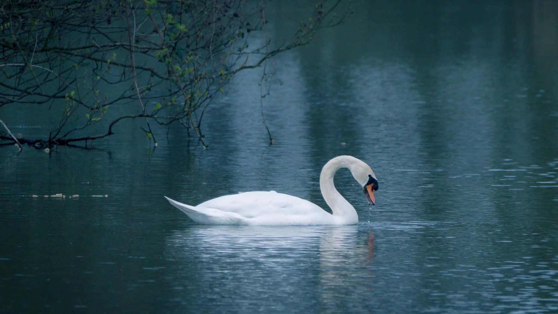 Swan On Lake With Tree Branch Picture