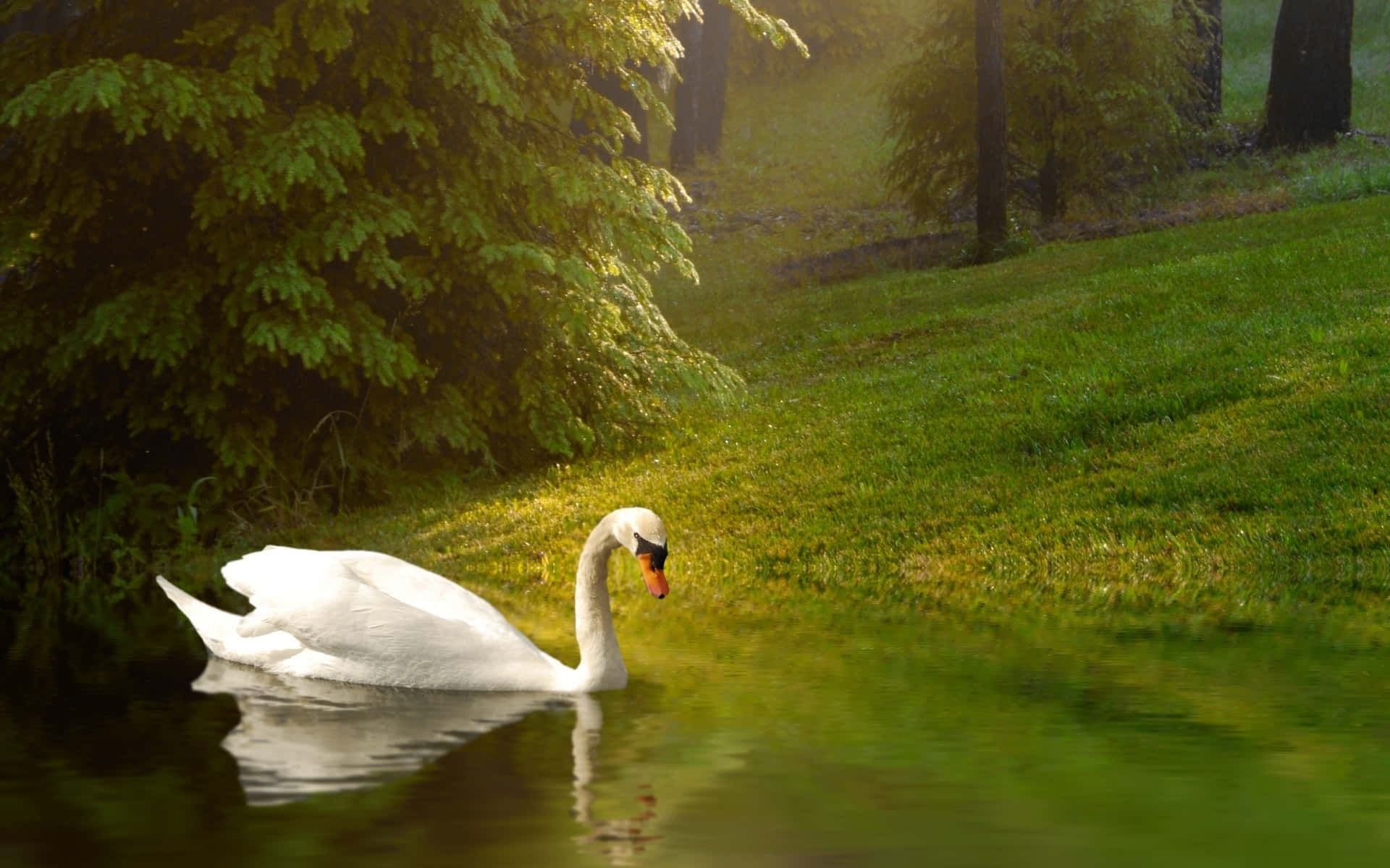Swan Near Grassy Field Picture