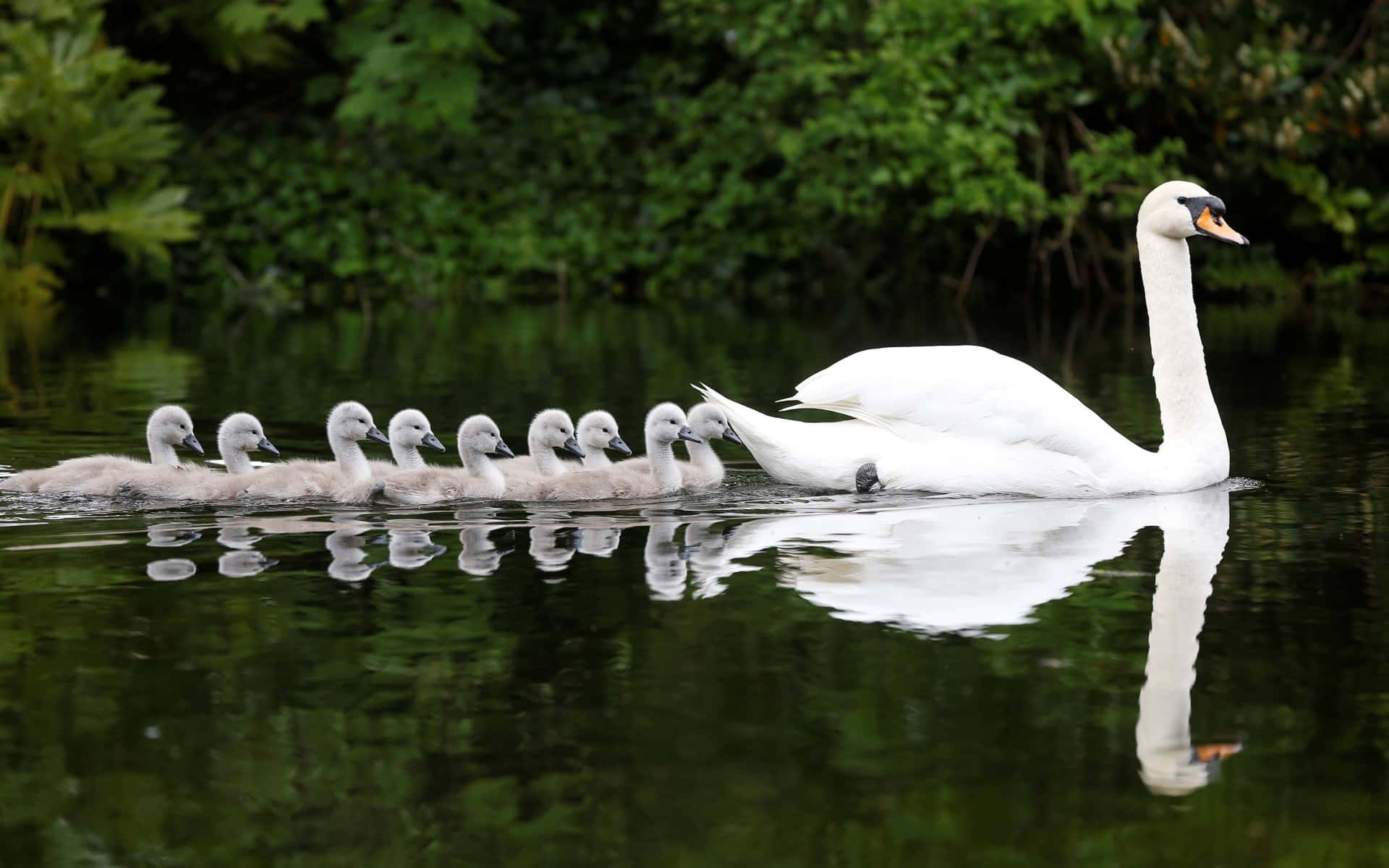 Swan With A Line Of Baby Swans Picture