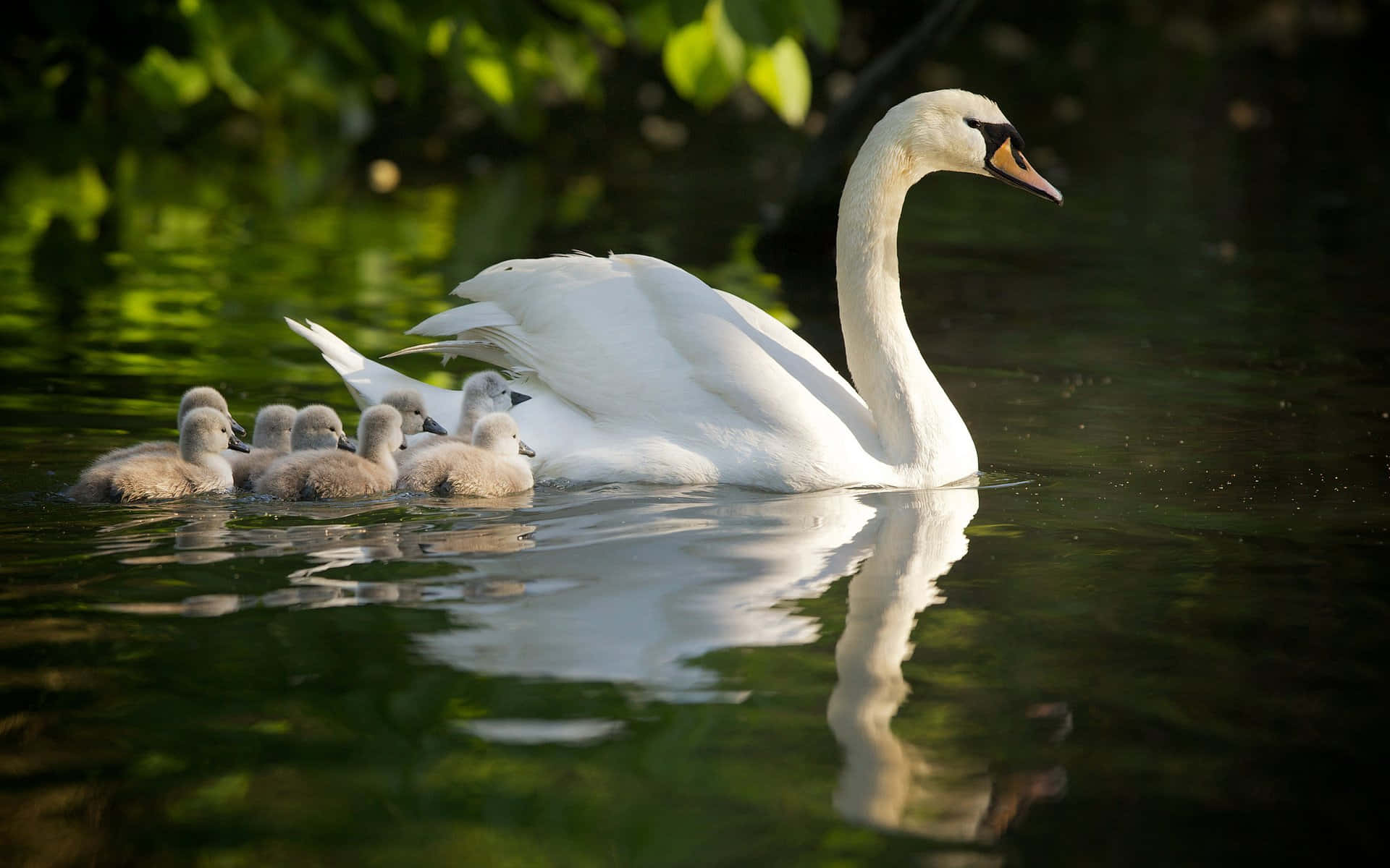 Swan Mother And Cygnets Picture