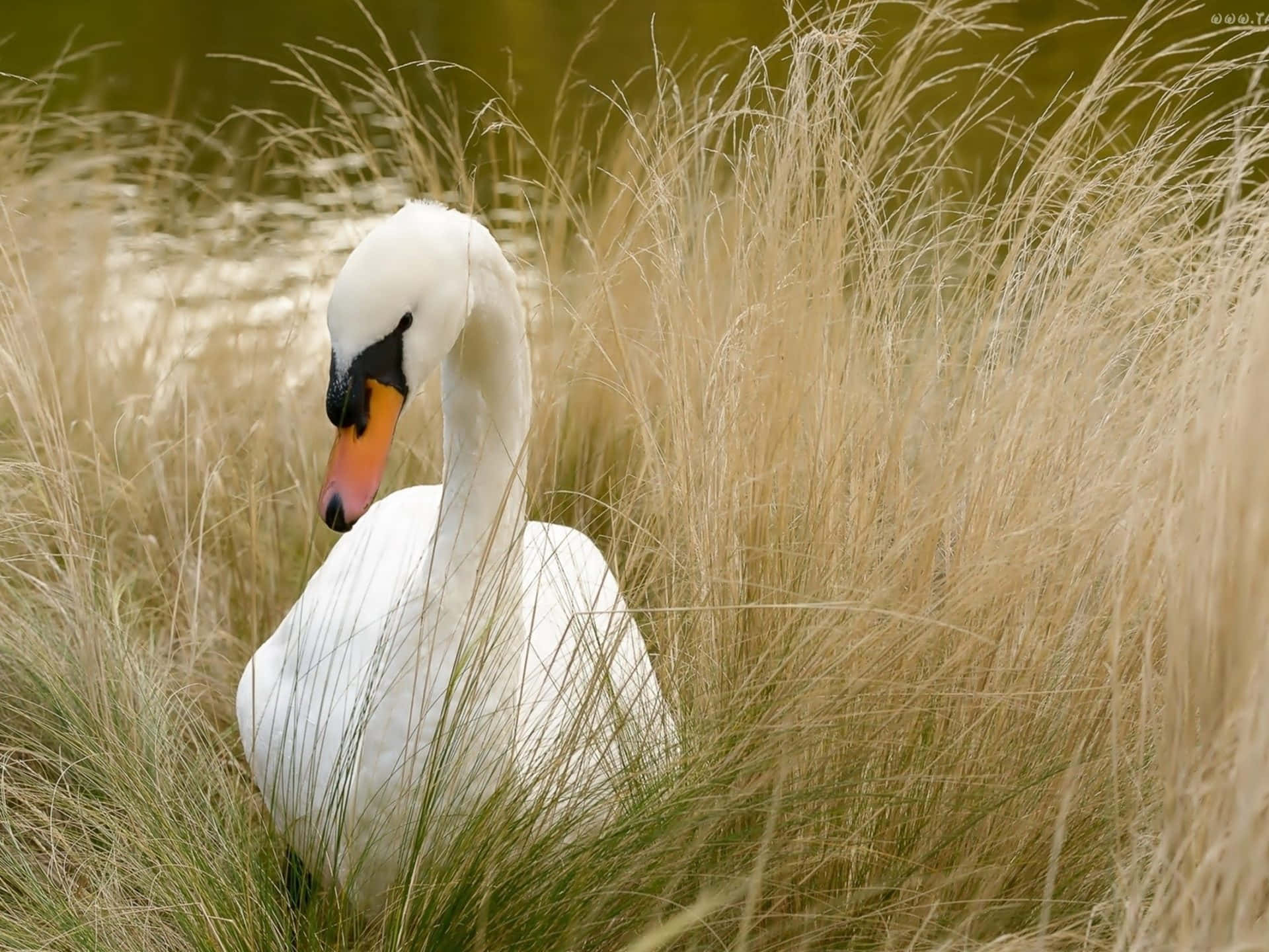 Swan Surrounded By Grass Picture