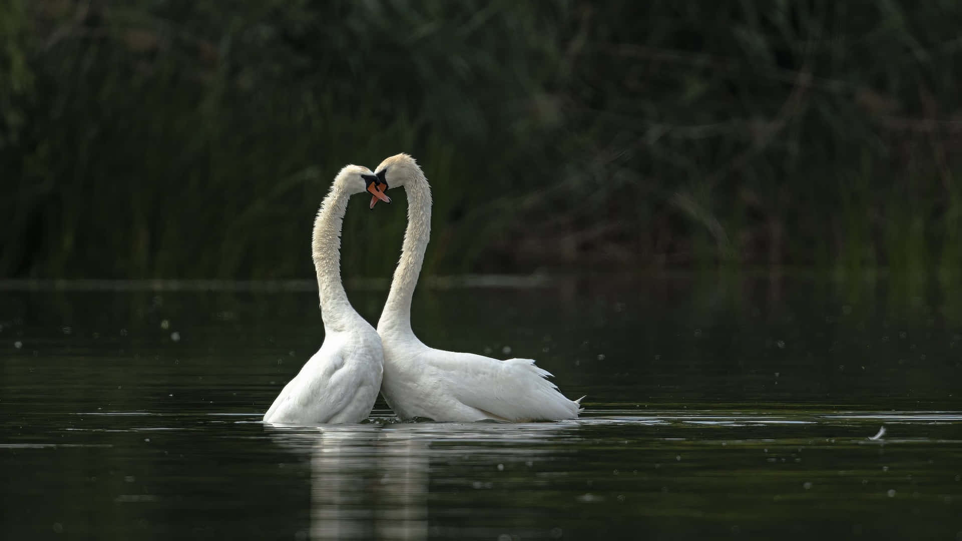 Swan Couple Kissing On Water Picture