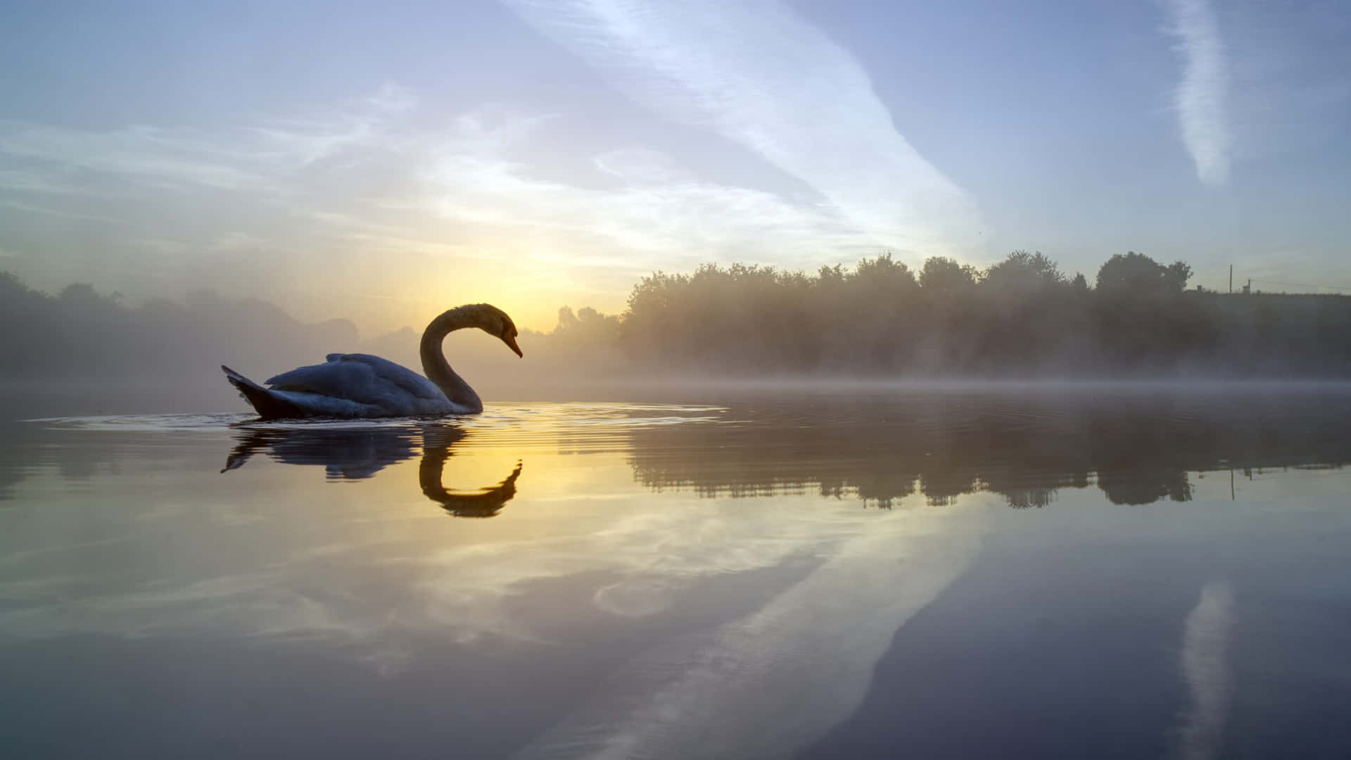 Swan During Sunset With Island View Picture