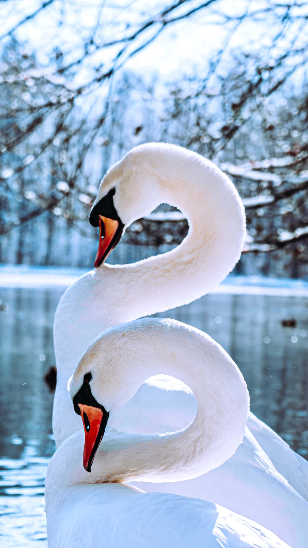 Swan In Winter Forest Picture