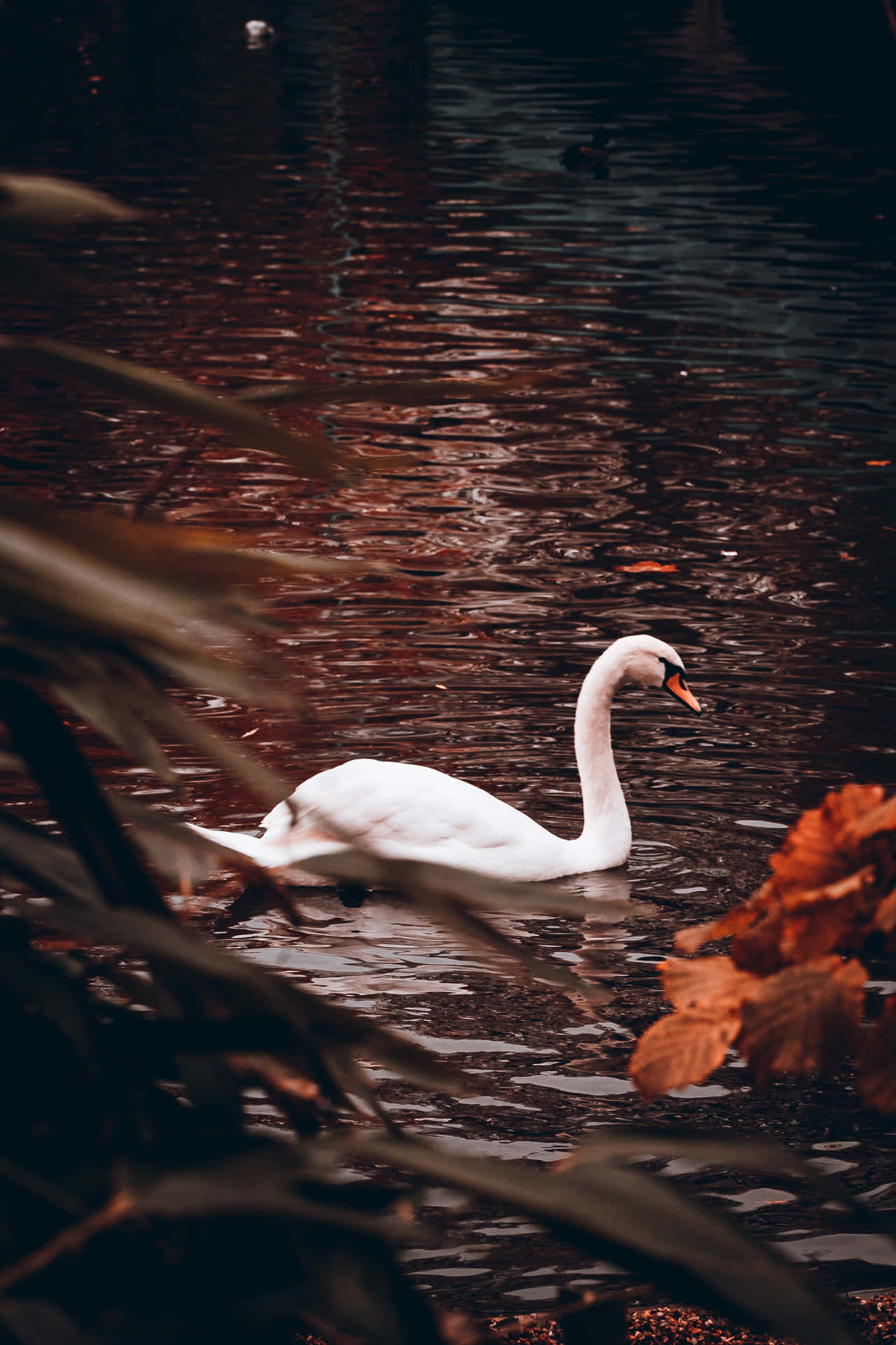 Swan Pictures 2221 X 3331 Picture