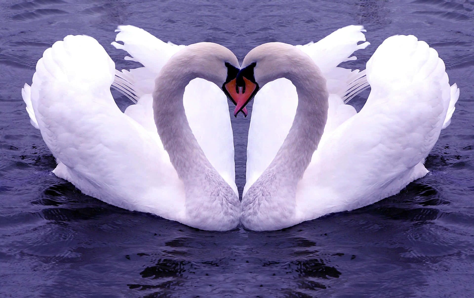 Swan Making Heart On Water Picture