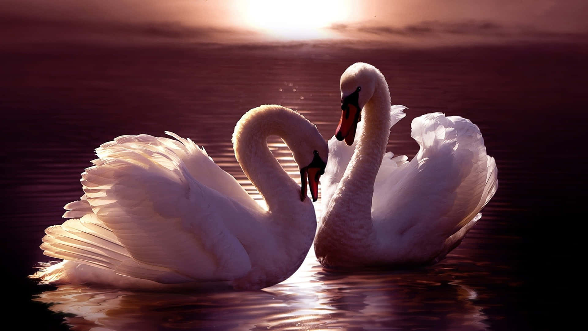 Swan Couple On Water At Sunset Picture