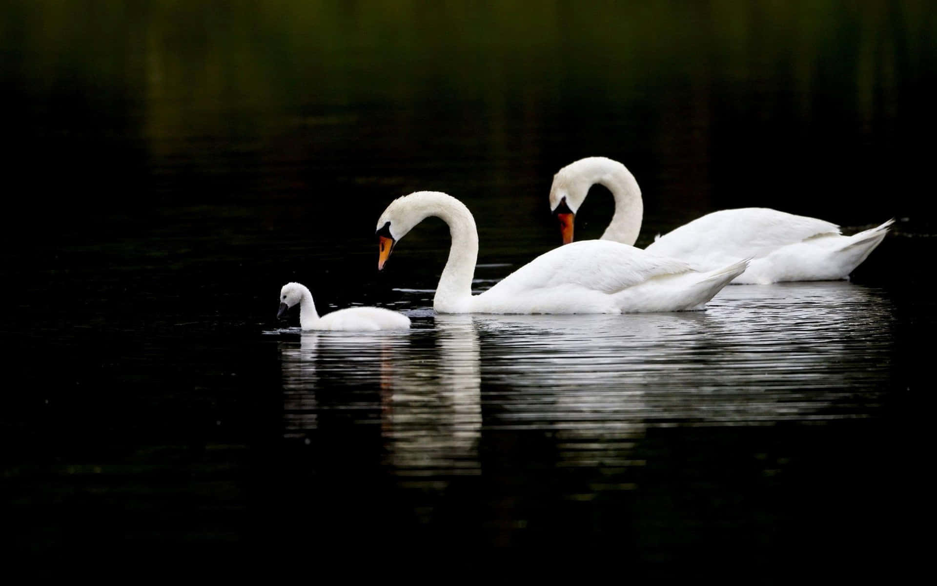 Swan Floating On Dark Water Picture