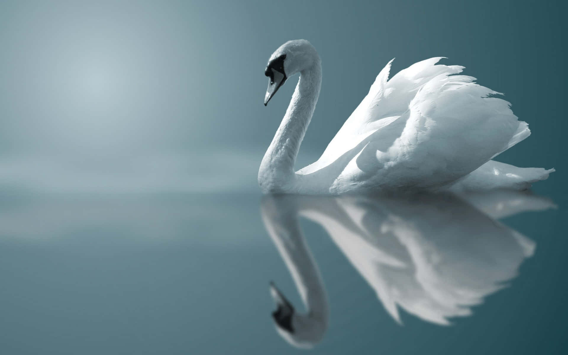 Swan On Water Silver Aesthetic Picture