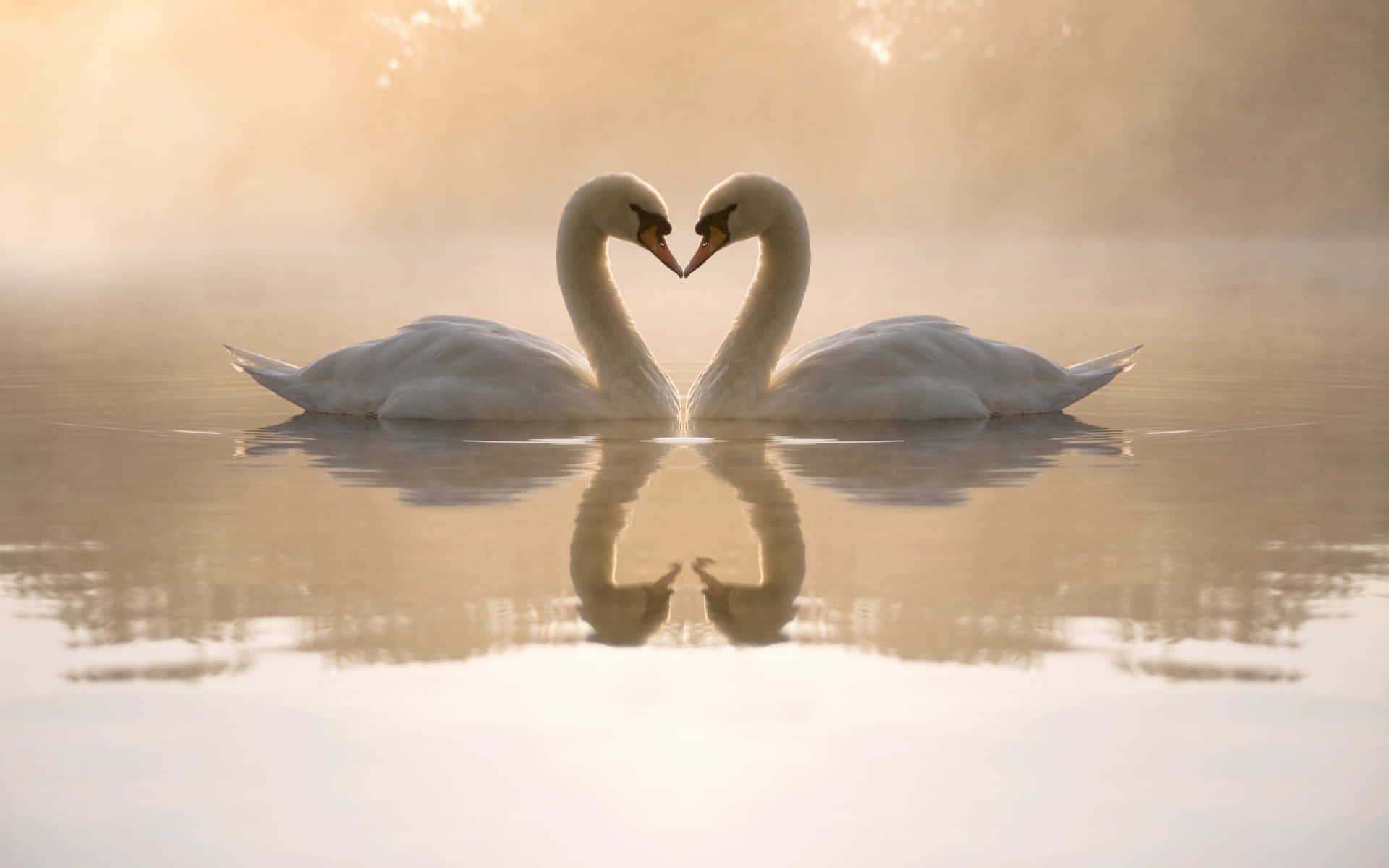 Swan Heart Shape On Water Picture