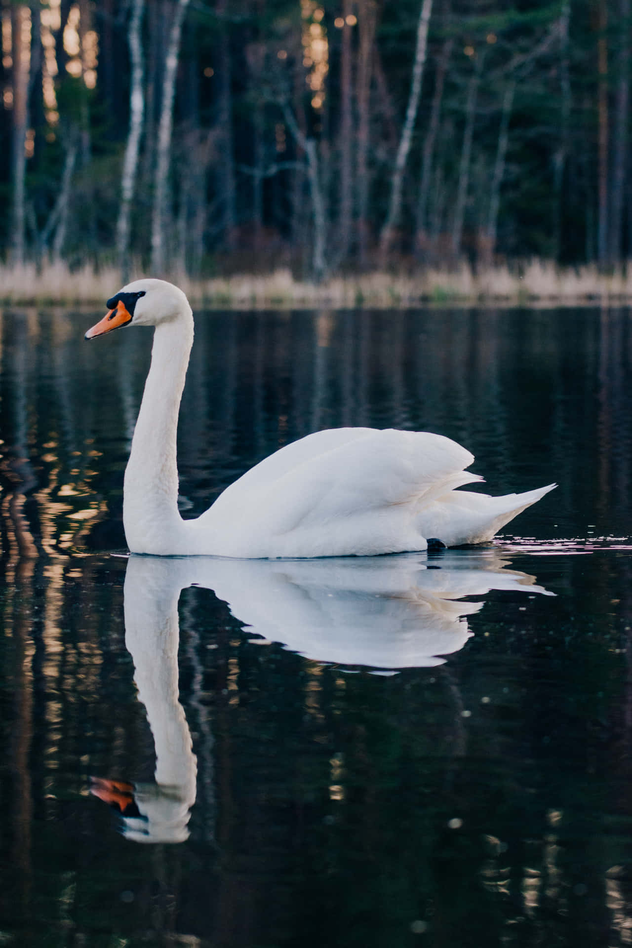 Swan On Lake In Forest Picture