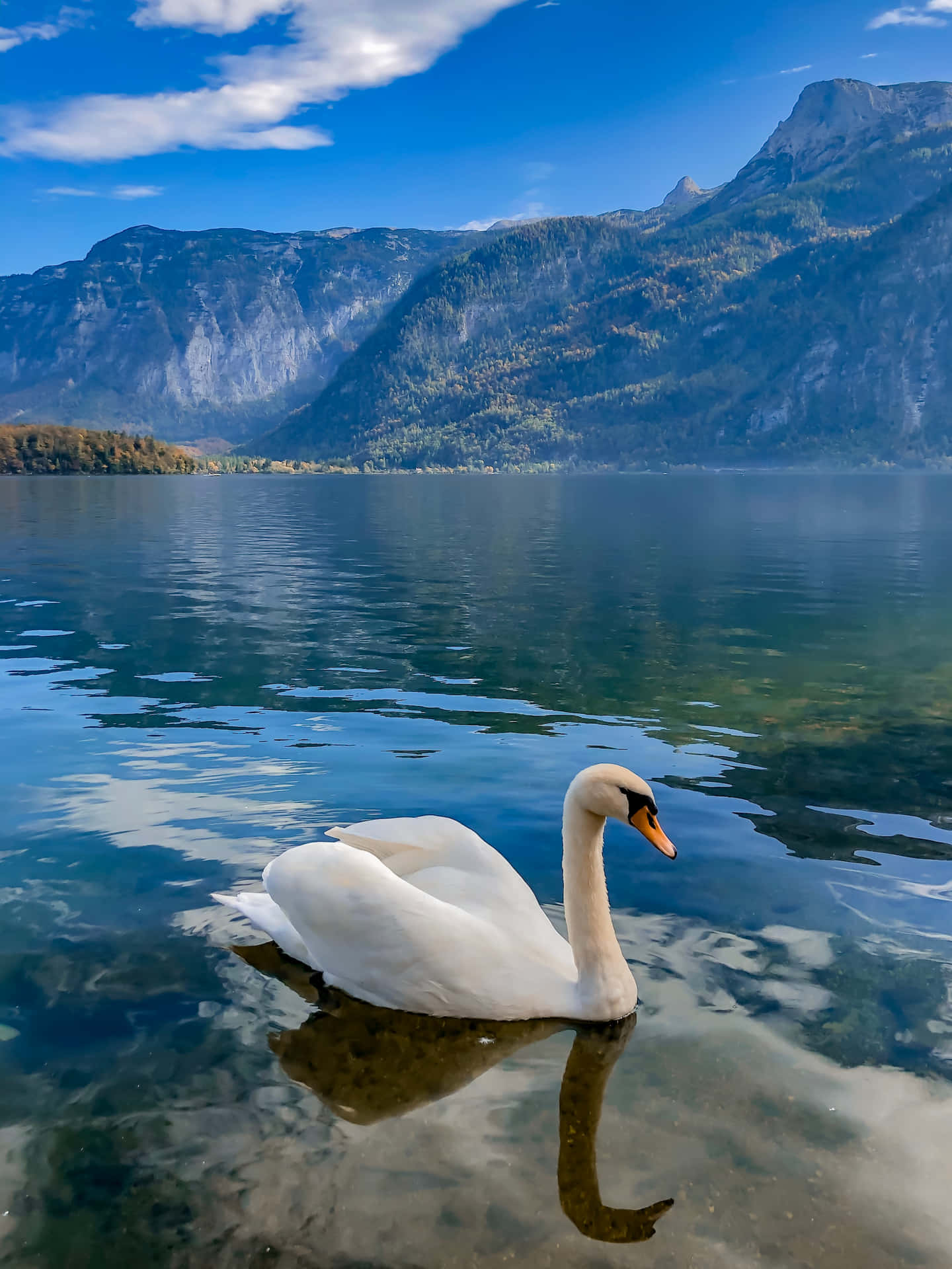 Imagende Un Cisne En Un Lago Cerca De Una Montaña.