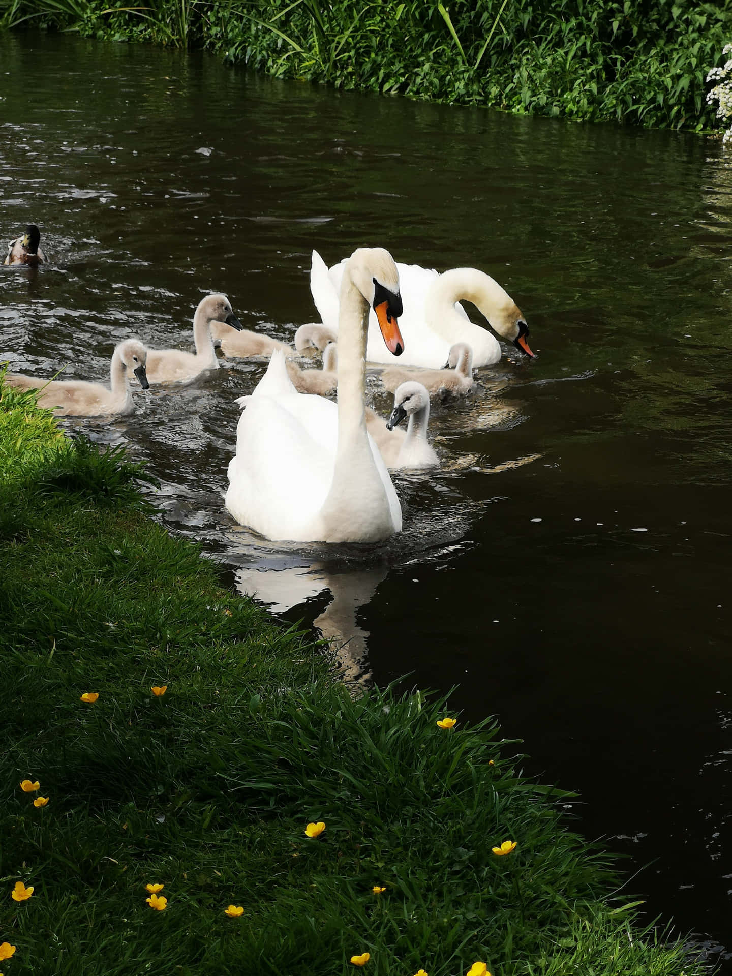 Swan Flock On River Picture