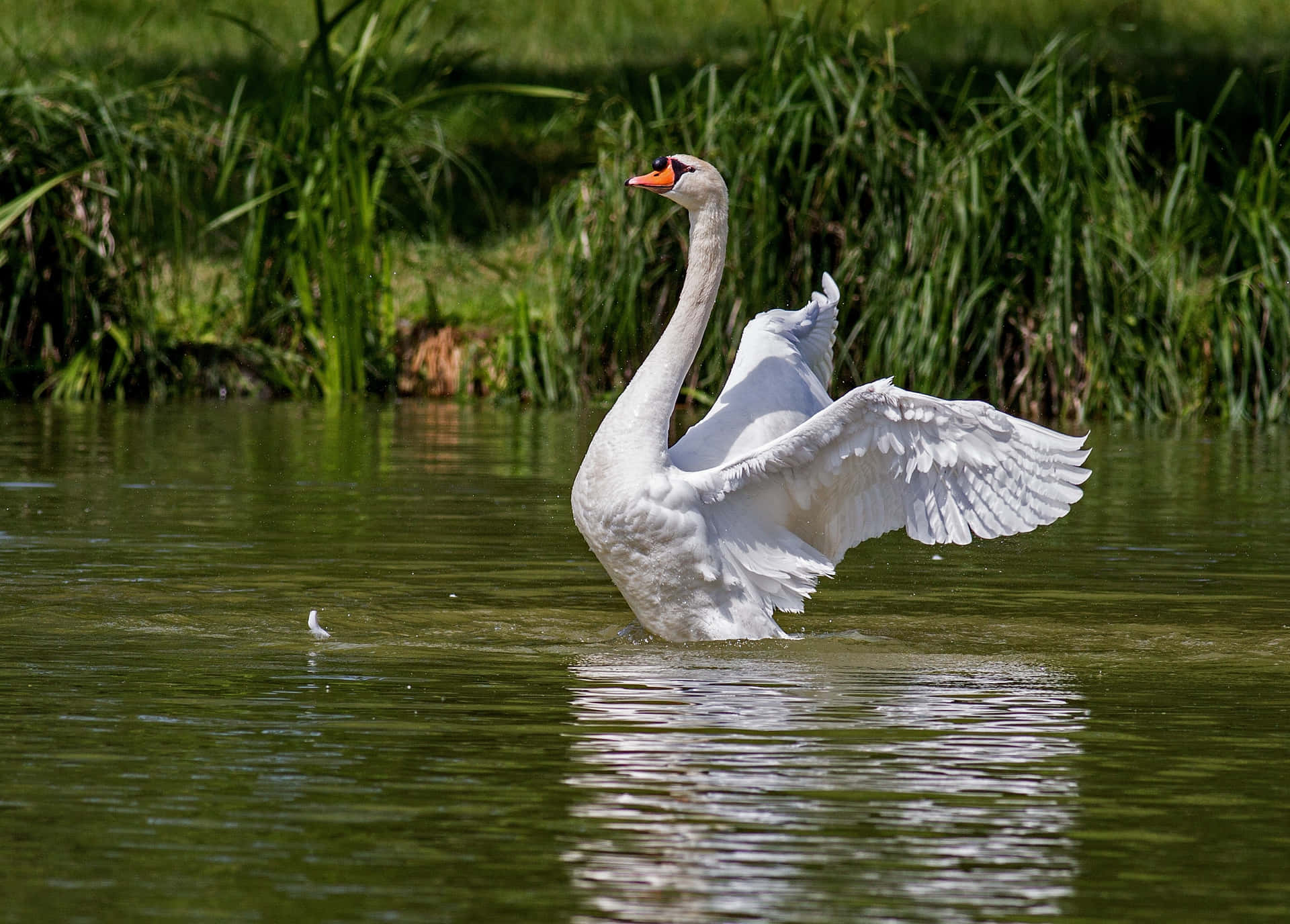 Swan Flapping Its Wings On Water Picture
