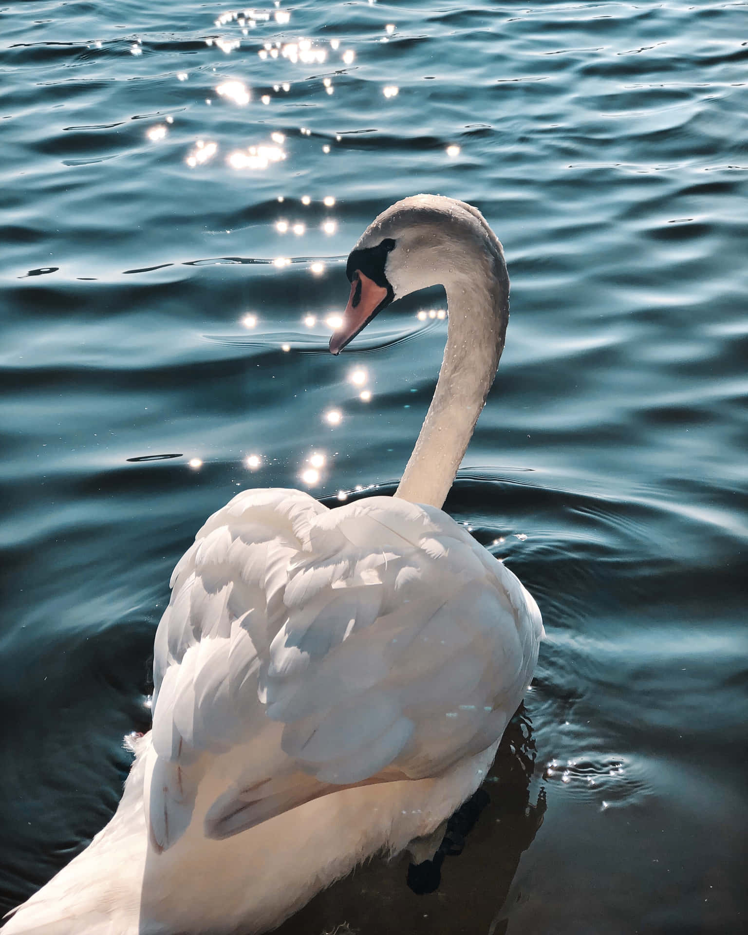 Swan On Sparkly Water Waves Picture