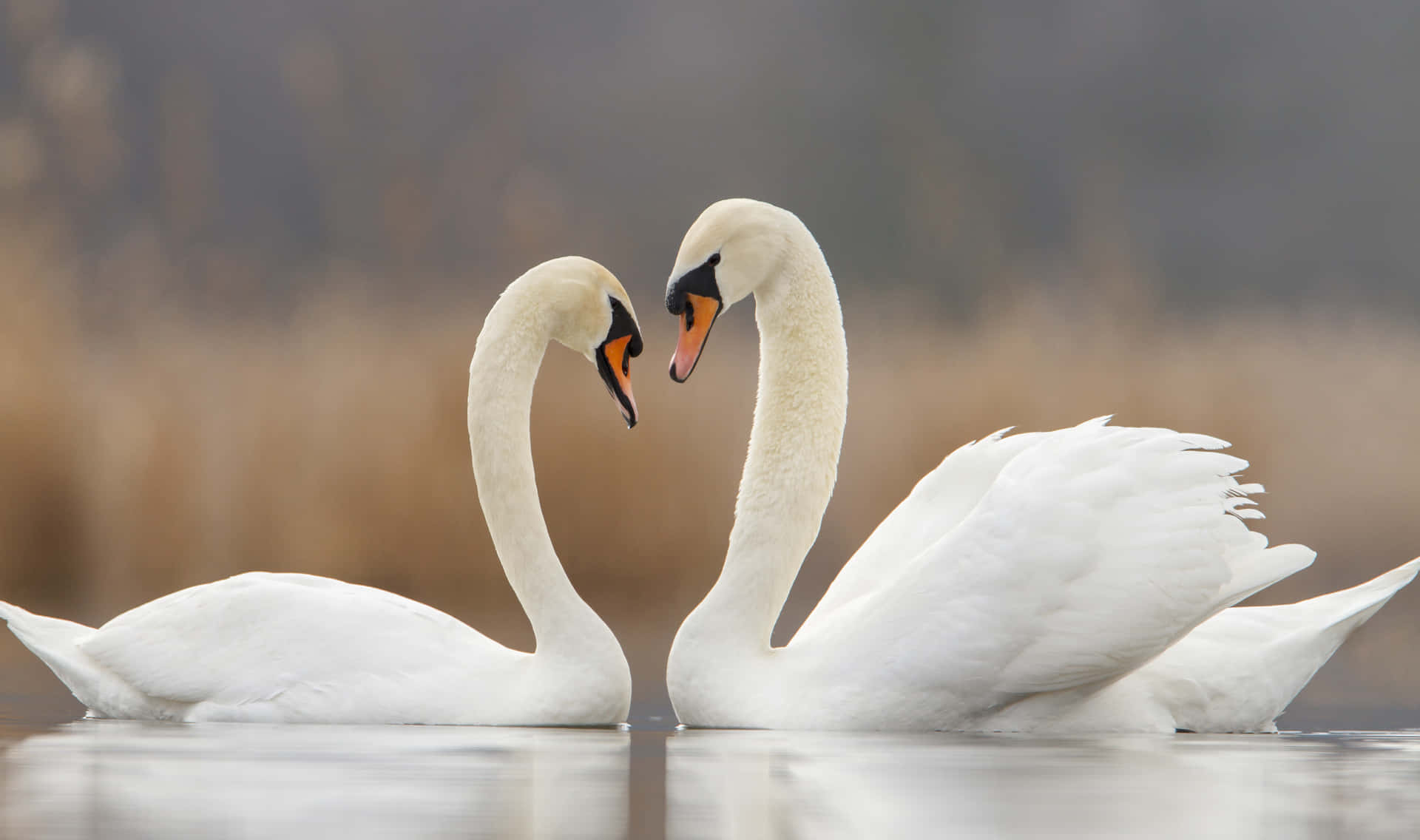 Swan Bird Couple On Water Picture