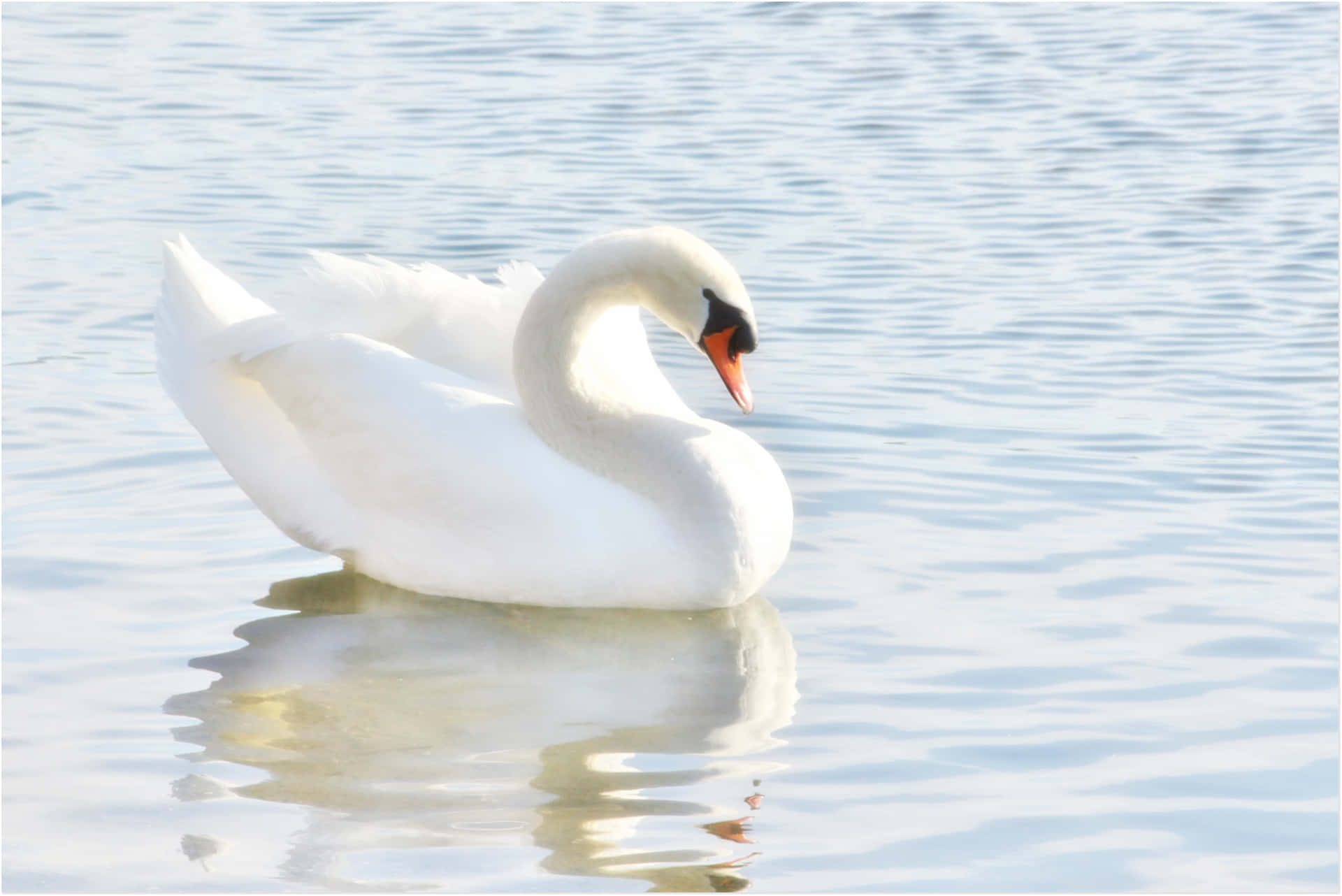 Elegant White Swan on Calm Lake