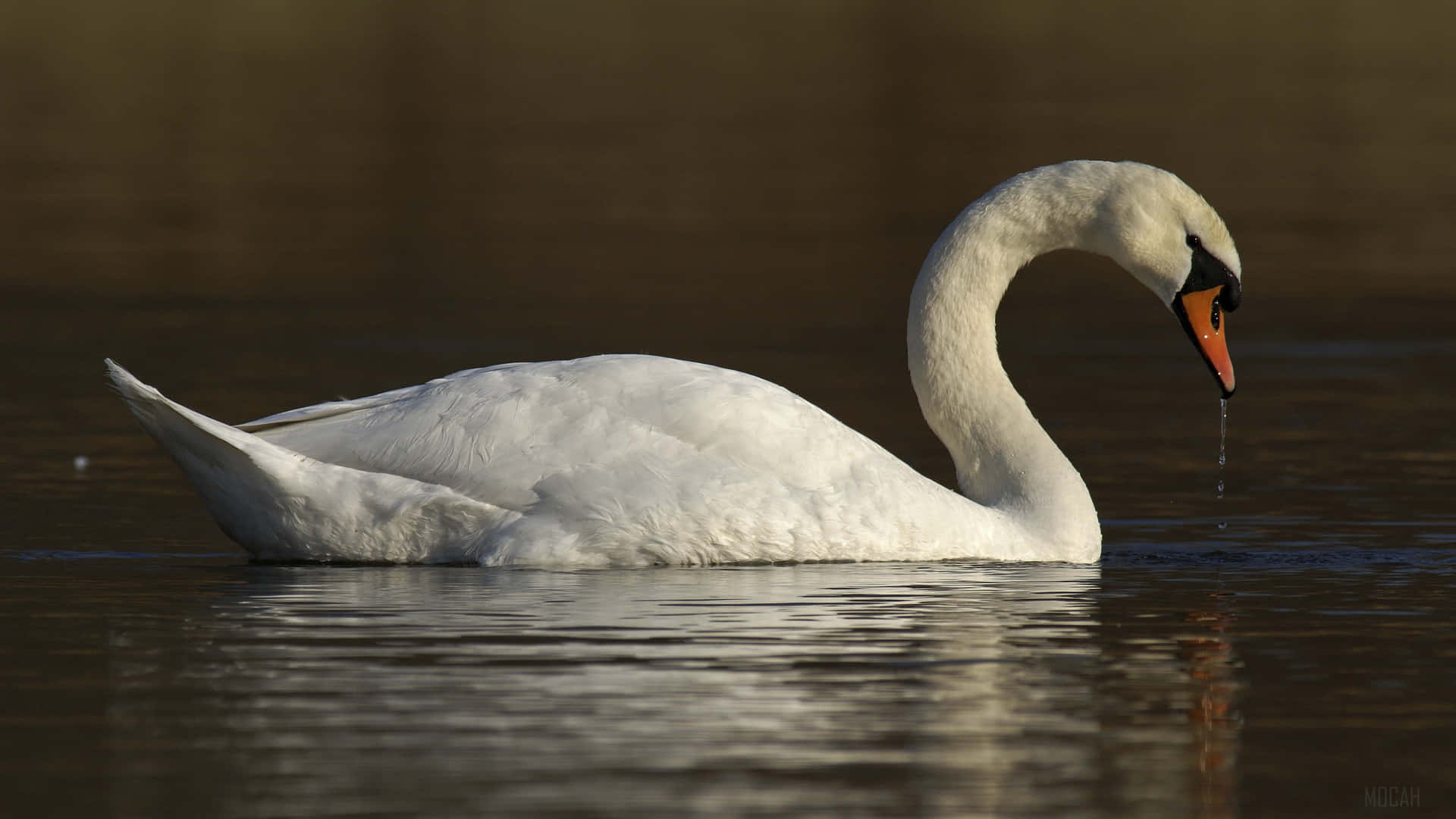 Swan Resting Above The Water Picture