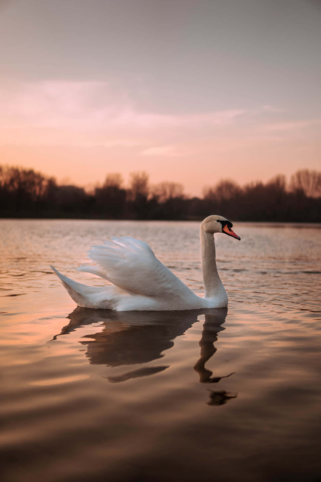 Swan In Forest Lake Under Sunset Picture