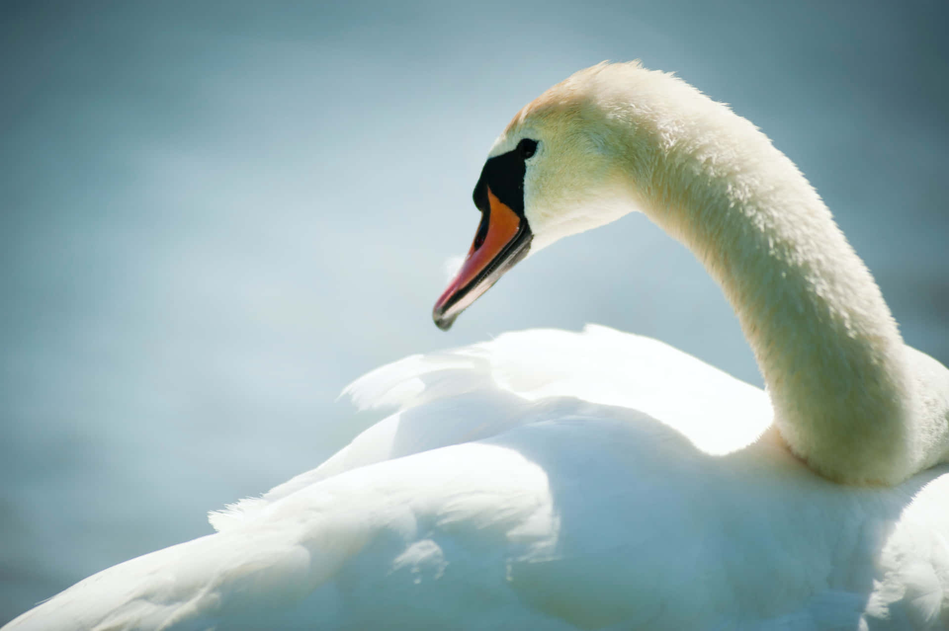 Swan Under Sunlight Picture