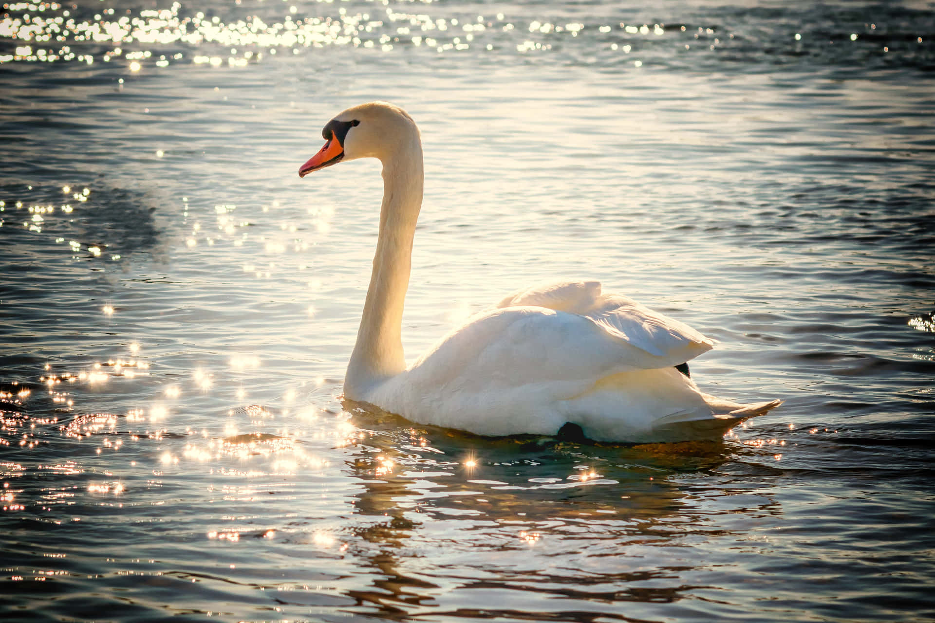 Swan On Sparkly Water With Sunlight Picture