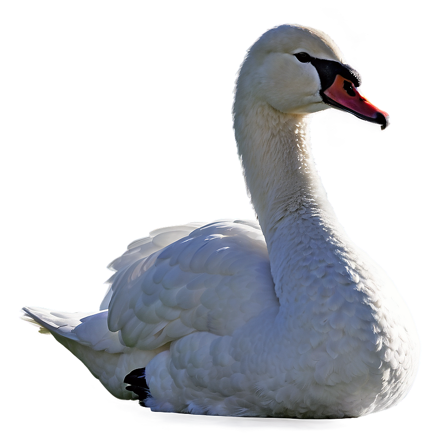 Swan Silhouette At Dawn Png 06262024 PNG