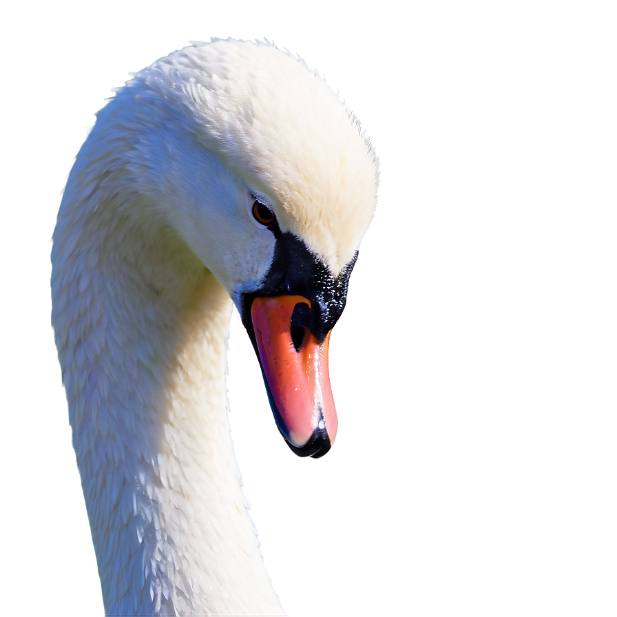 Swan Silhouette At Dawn Png 06262024 PNG