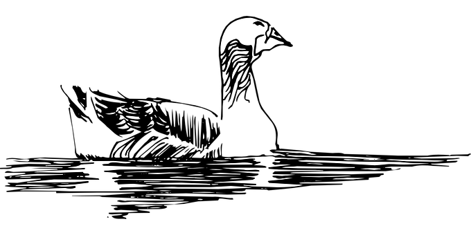 Swan Silhouetteon Water PNG